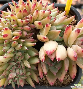 E. Ratam