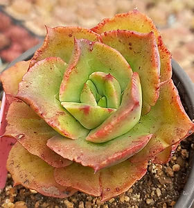 variegated