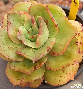 variegated