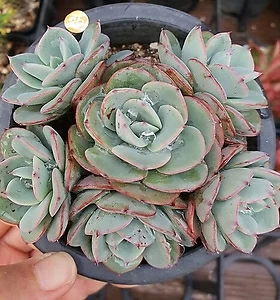 E. Atlantis