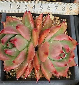 variegated