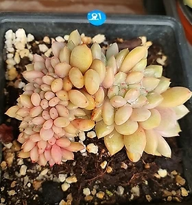 E. Ariel