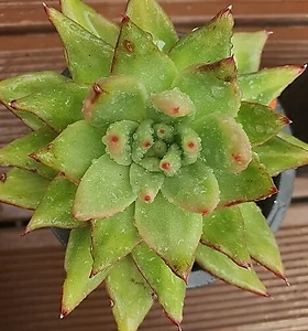 E. agavoides Maria