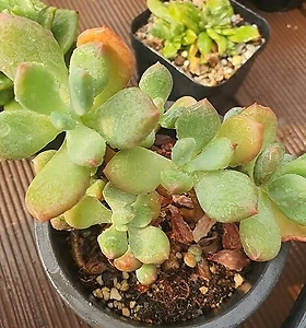 Pachyphytum Doctor Cornelius