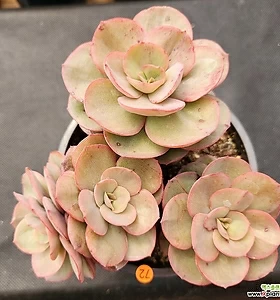 E. Suyon