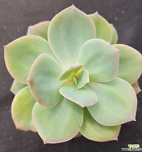 E. Hakuhou