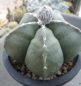 Astrophytum myriostigma Lemaire
