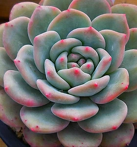E. Ariel