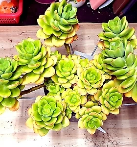 E. Agavoides Ebony peridot