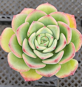 E. Sensation