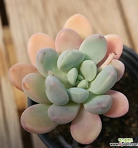 뮤엘레리 033055