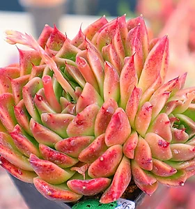 E. Elizabeth