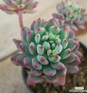 E. blue elf