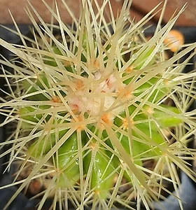 Echinocactus grusonii