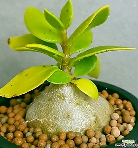 Hydnophytum papuanum