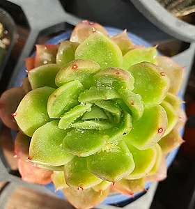 E. agavoides Prolifera