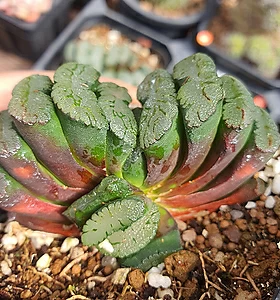 Haworthia truncata