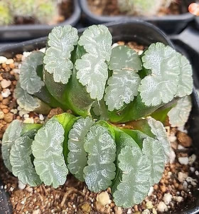 Haworthia truncata