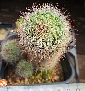 3 실생.풍명환선인장..첨부 