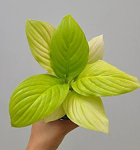 Foliage [풍성한] 형광스파트필름 데이글로 / 랜덤배송