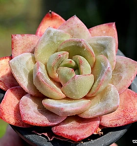E. Champagne