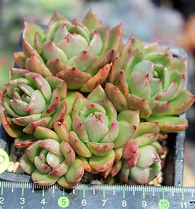 Crassula gilli