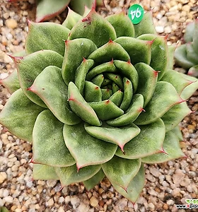 E. agavoides Maria
