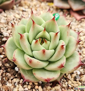E. Mercury