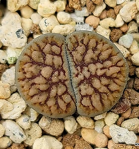 Lithops schwantesii subsp. schwantesii var. urikos