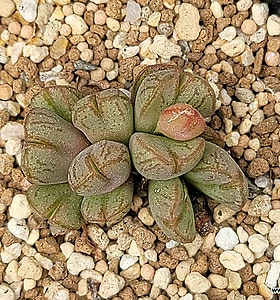 Conophytum marnierianum