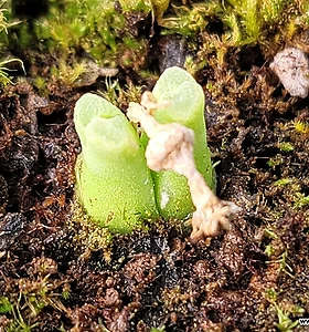 Conophytum marginatum subsp. littlewoodii