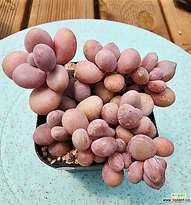 Graptopetalum amethystinum
