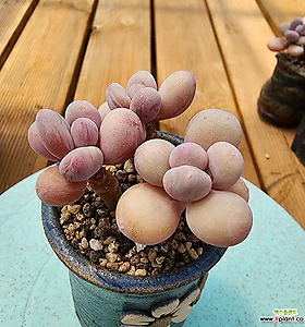Graptopetalum amethystinum