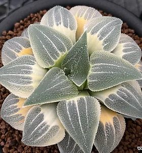 Haworthia pygmaea