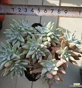Dudleya gnoma McCabe