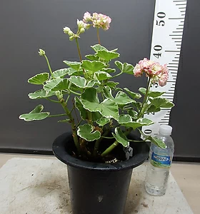 Pelargonium(Geranium)
