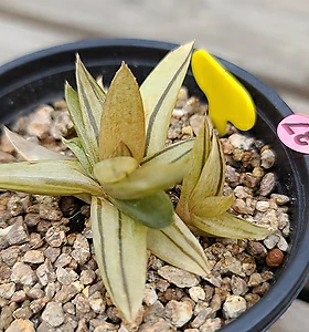 variegated