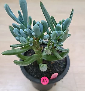 Senecio serpens