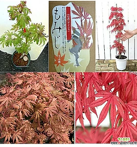 게이샤 칠변화단풍-특별할인