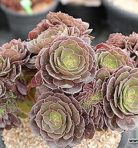 Aeonium Halloween