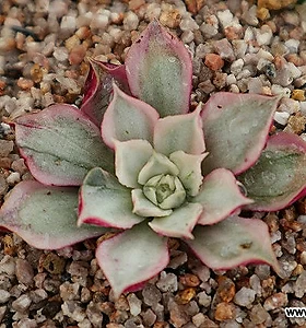 E. longissima