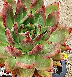 E. Amestro