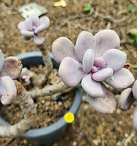 Graptopetalum Amazones