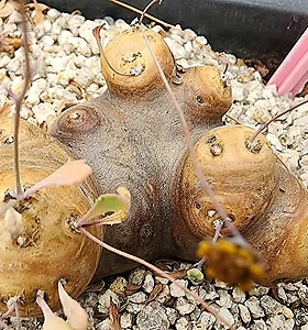 Euphorbia pachypodioides