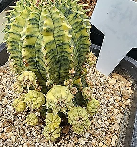 Euphorbia obesa (Baseball Plant) 