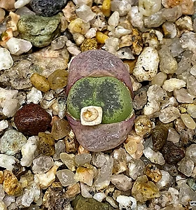 Conophytum X obc. v.mundum(코노 문덤 교배종5.28)