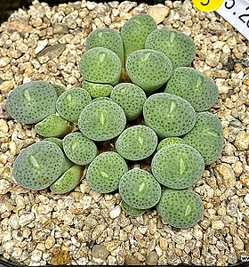Conophytum taylorianum ernianum PVB.9478-28두(코노피튬 털 테일러5.28)