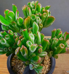Crassula ovata Gollum