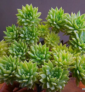 Graptoveria Fanfare