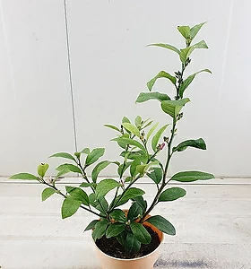 air purifying plants (단품)라임오렌지나무 열매가득